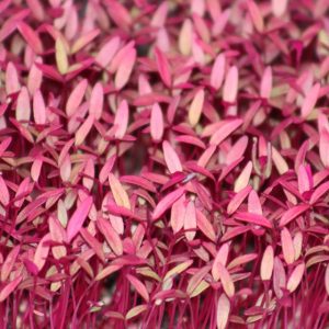 Micro-pousses d’amaranthe red garnet