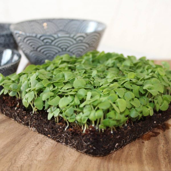 Micro-pousses de basilic