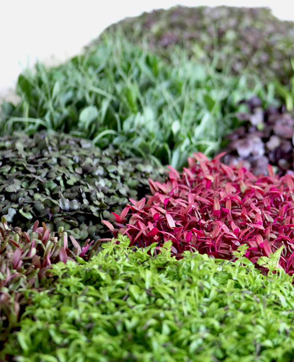 Variétés de micro-pousses